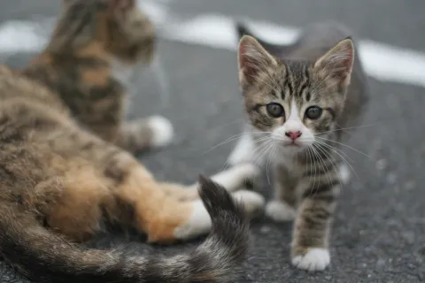 おちょぼ稲荷で出会った猫2