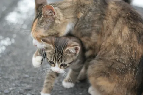 おちょぼ稲荷で出会った猫